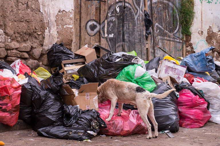 7 Things You Can Do To Keep Animals Out Of Your Trash Rocket Waste